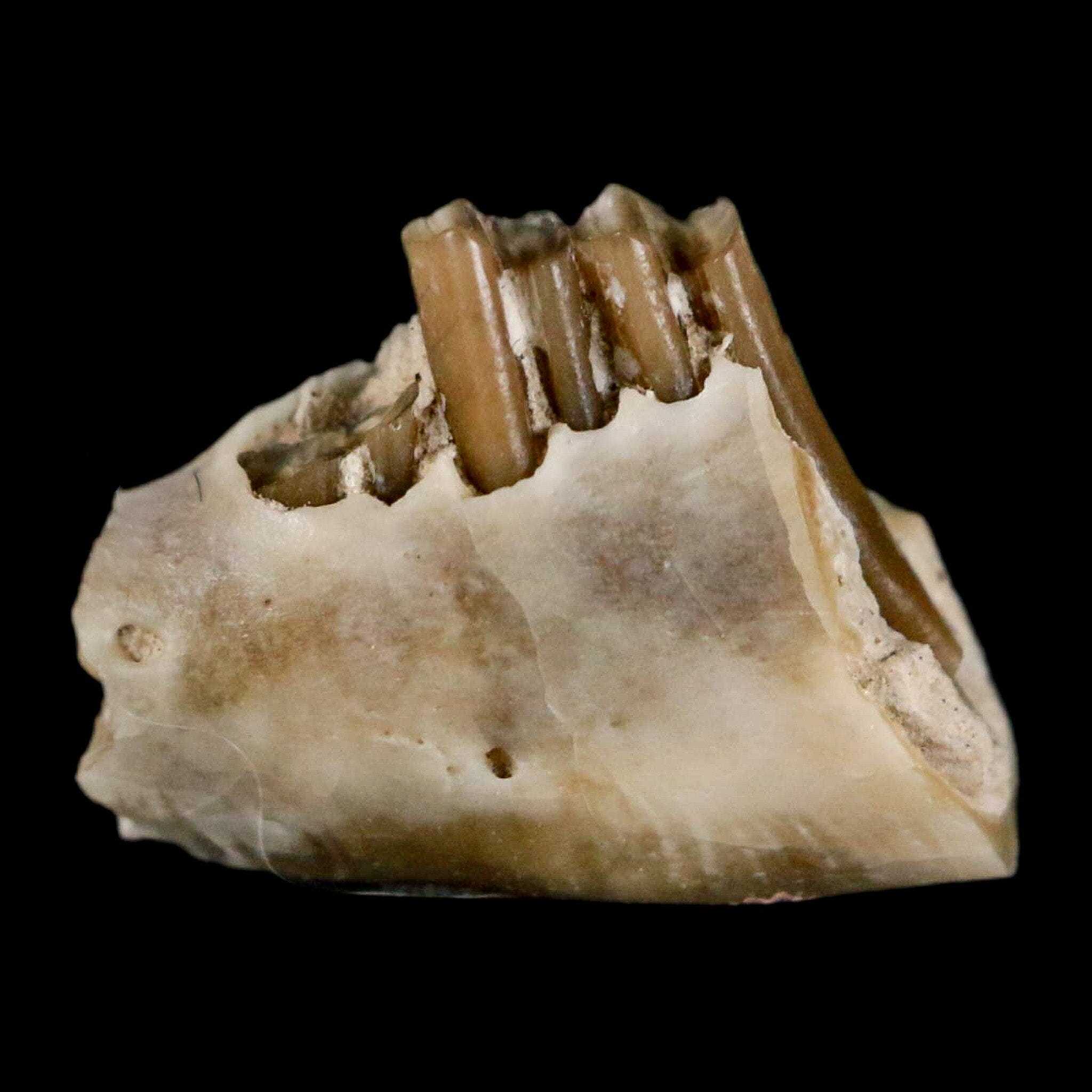 0.5" Palaeolagus Hayeni Fossil Jaw Section Teeth Oligocene Epoch South Dakota Display - Fossil Age Minerals