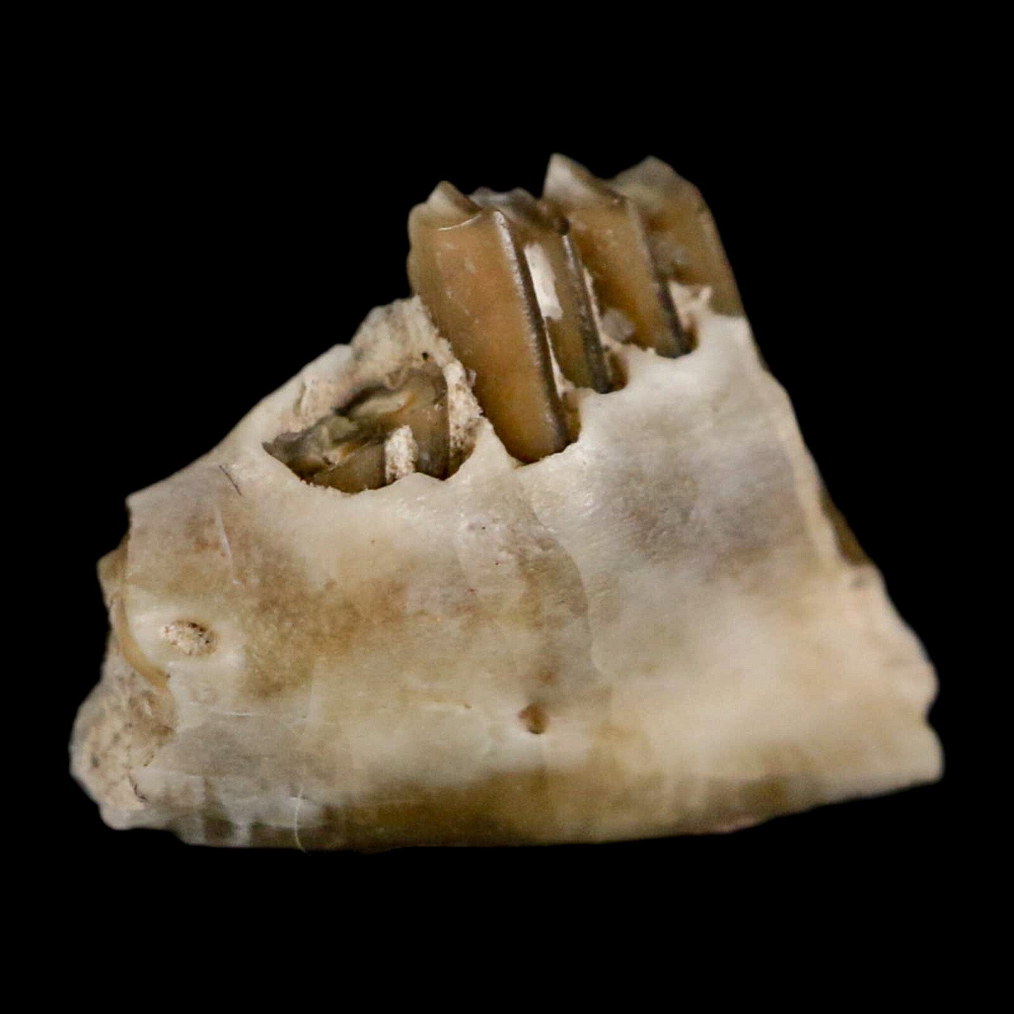 0.5" Palaeolagus Hayeni Fossil Jaw Section Teeth Oligocene Epoch South Dakota Display - Fossil Age Minerals