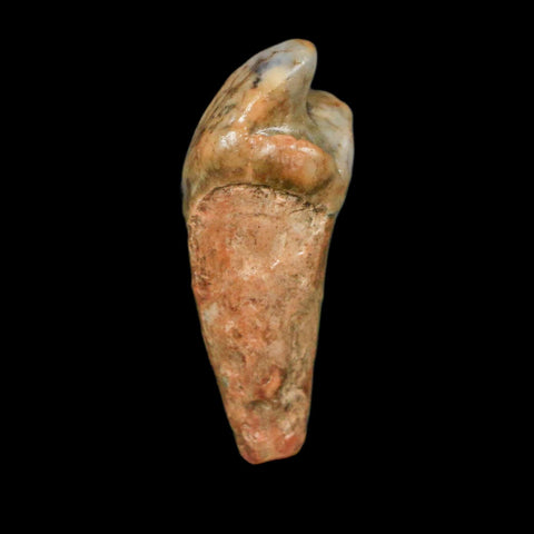 1.3" Extinct Cave Bear Ursus Spelaeus Incisor Tooth Rooted Pleistocene Age COA, Display - Fossil Age Minerals