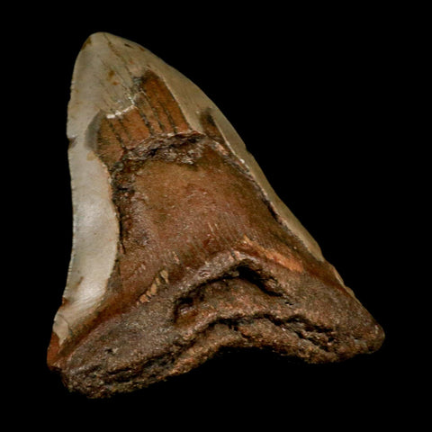 XL 5" Quality Megalodon Shark Tooth Serrated Fossil Natural Miocene Age COA - Fossil Age Minerals