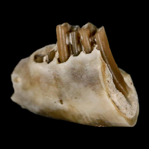 0.5" Palaeolagus Hayeni Fossil Jaw Section Teeth Oligocene Epoch South Dakota Display - Fossil Age Minerals