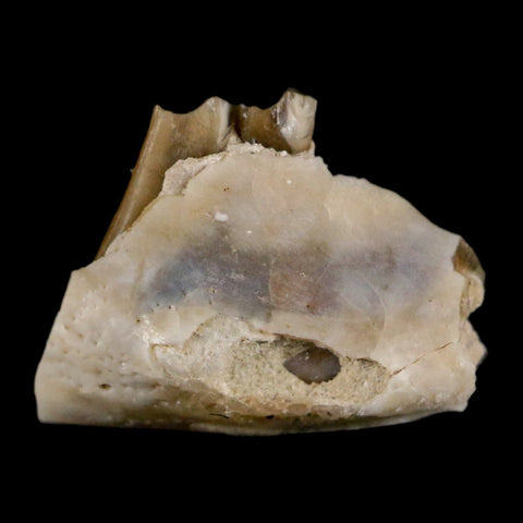 0.5" Palaeolagus Hayeni Fossil Jaw Section Teeth Oligocene Epoch South Dakota Display - Fossil Age Minerals