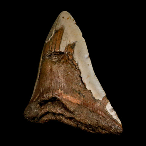 XL 5" Quality Megalodon Shark Tooth Serrated Fossil Natural Miocene Age COA - Fossil Age Minerals