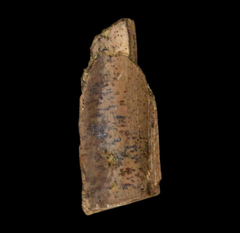 1" Raptor Theropod Fossil Bone Cretaceous Dinosaur Judith River FM MT COA Display - Fossil Age Minerals