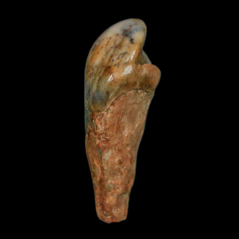 1.3" Extinct Cave Bear Ursus Spelaeus Incisor Tooth Rooted Pleistocene Age COA, Display - Fossil Age Minerals