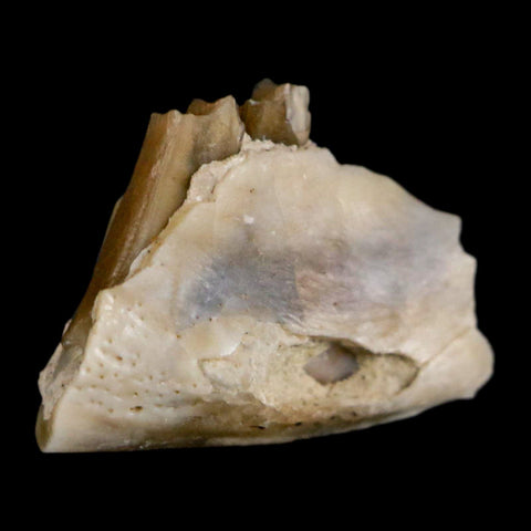 0.5" Palaeolagus Hayeni Fossil Jaw Section Teeth Oligocene Epoch South Dakota Display - Fossil Age Minerals