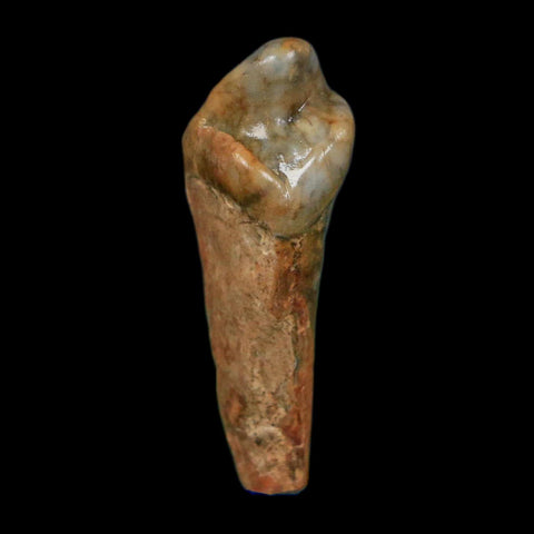 1.3" Extinct Cave Bear Ursus Spelaeus Incisor Tooth Rooted Pleistocene Age COA, Display - Fossil Age Minerals