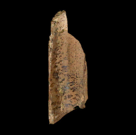 1" Raptor Theropod Fossil Bone Cretaceous Dinosaur Judith River FM MT COA Display - Fossil Age Minerals