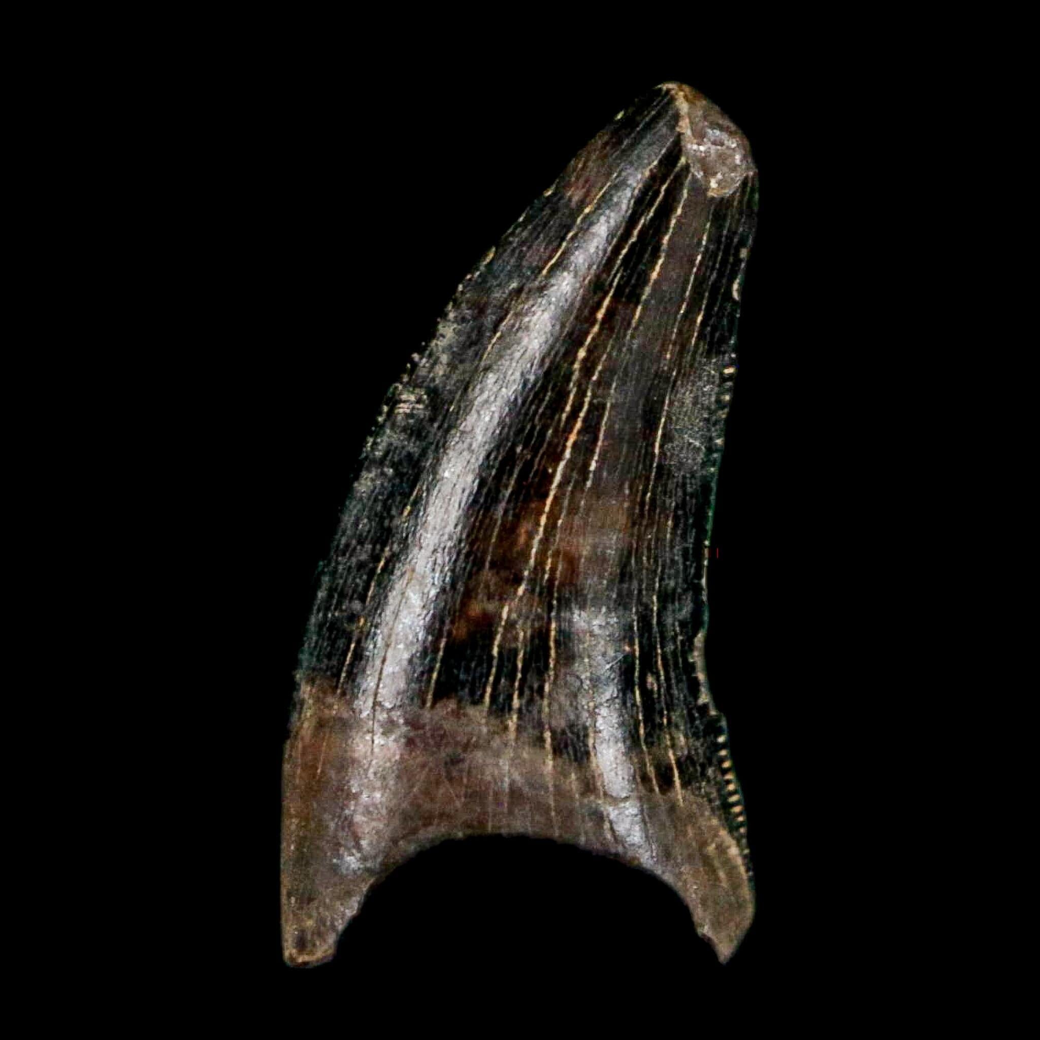 0.5" Nanotyrannus Tyrannosaurus Fossil Tooth Rooted Dinosaur Hell Creek MT COA - Fossil Age Minerals