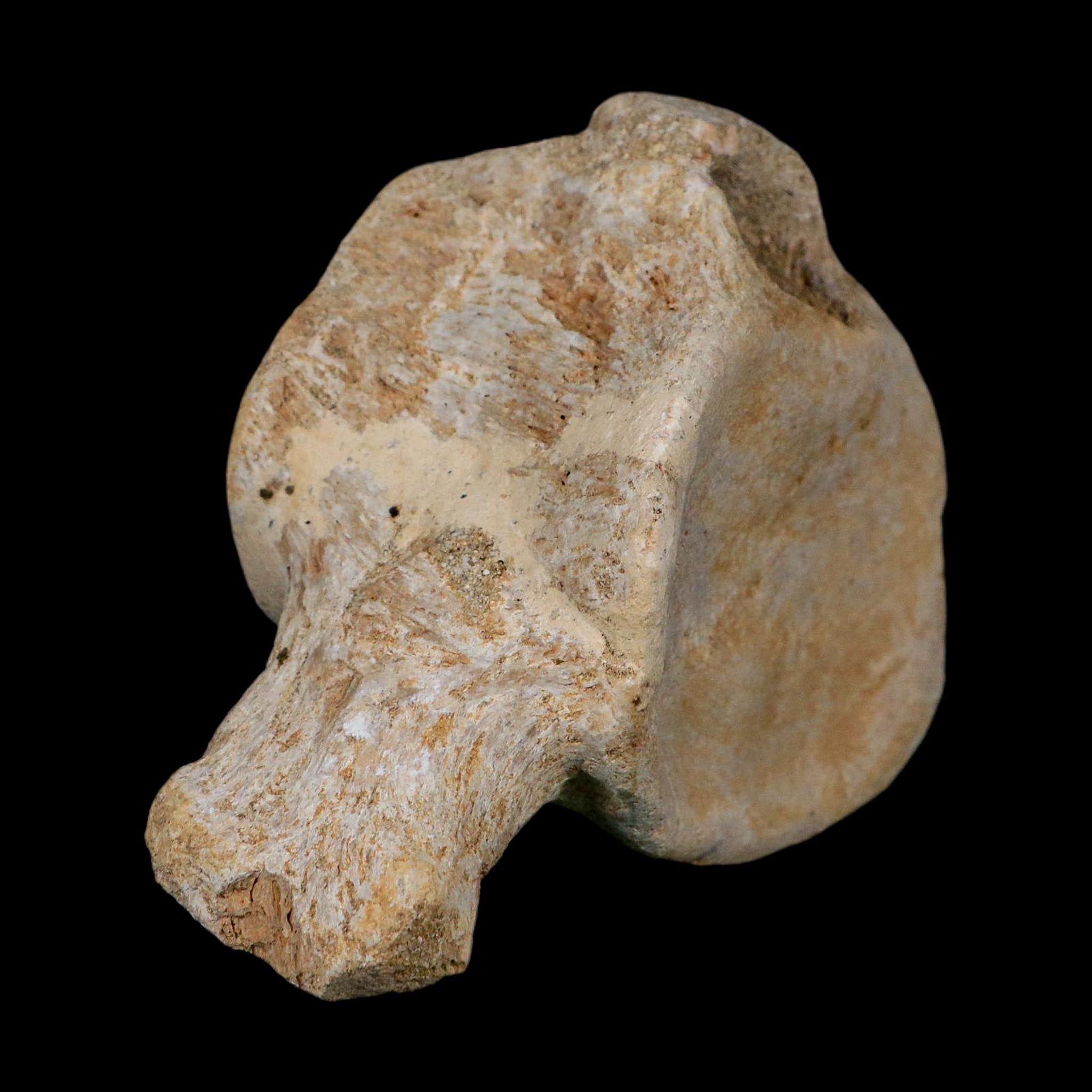 3.8" Plesiosaurus Fossil Vertebrae Cretaceous Dinosaur Era Morocco Zarafasaura COA