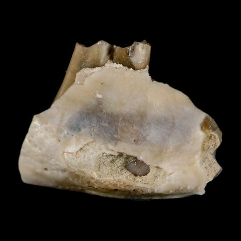 0.5" Palaeolagus Hayeni Fossil Jaw Section Teeth Oligocene Epoch South Dakota Display - Fossil Age Minerals