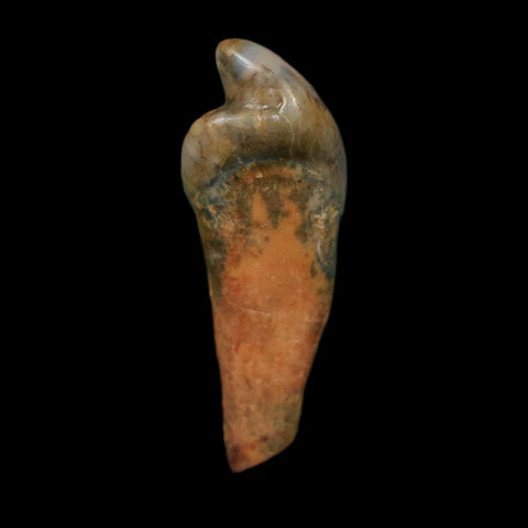 1.3" Extinct Cave Bear Ursus Spelaeus Incisor Tooth Rooted Pleistocene Age COA, Display - Fossil Age Minerals