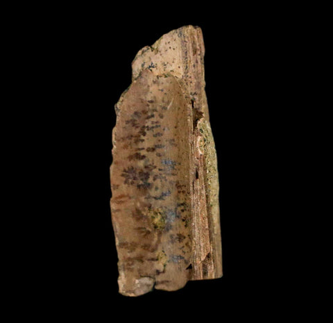 1" Raptor Theropod Fossil Bone Cretaceous Dinosaur Judith River FM MT COA Display - Fossil Age Minerals