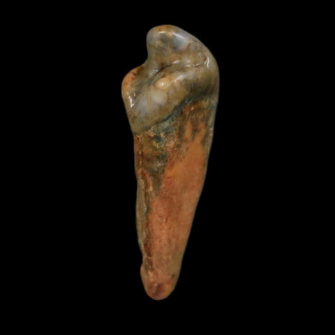 1.3" Extinct Cave Bear Ursus Spelaeus Incisor Tooth Rooted Pleistocene Age COA, Display - Fossil Age Minerals
