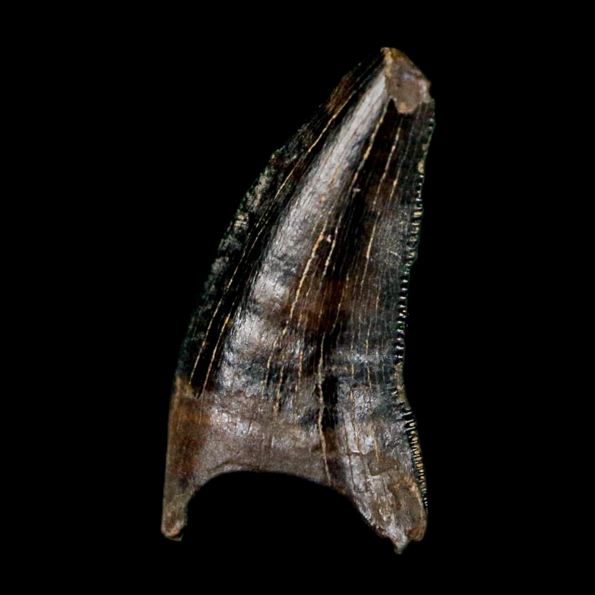 0.5" Nanotyrannus Tyrannosaurus Fossil Tooth Rooted Dinosaur Hell Creek MT COA - Fossil Age Minerals