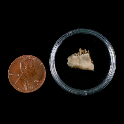 0.5" Palaeolagus Hayeni Fossil Jaw Section Teeth Oligocene Epoch South Dakota Display - Fossil Age Minerals