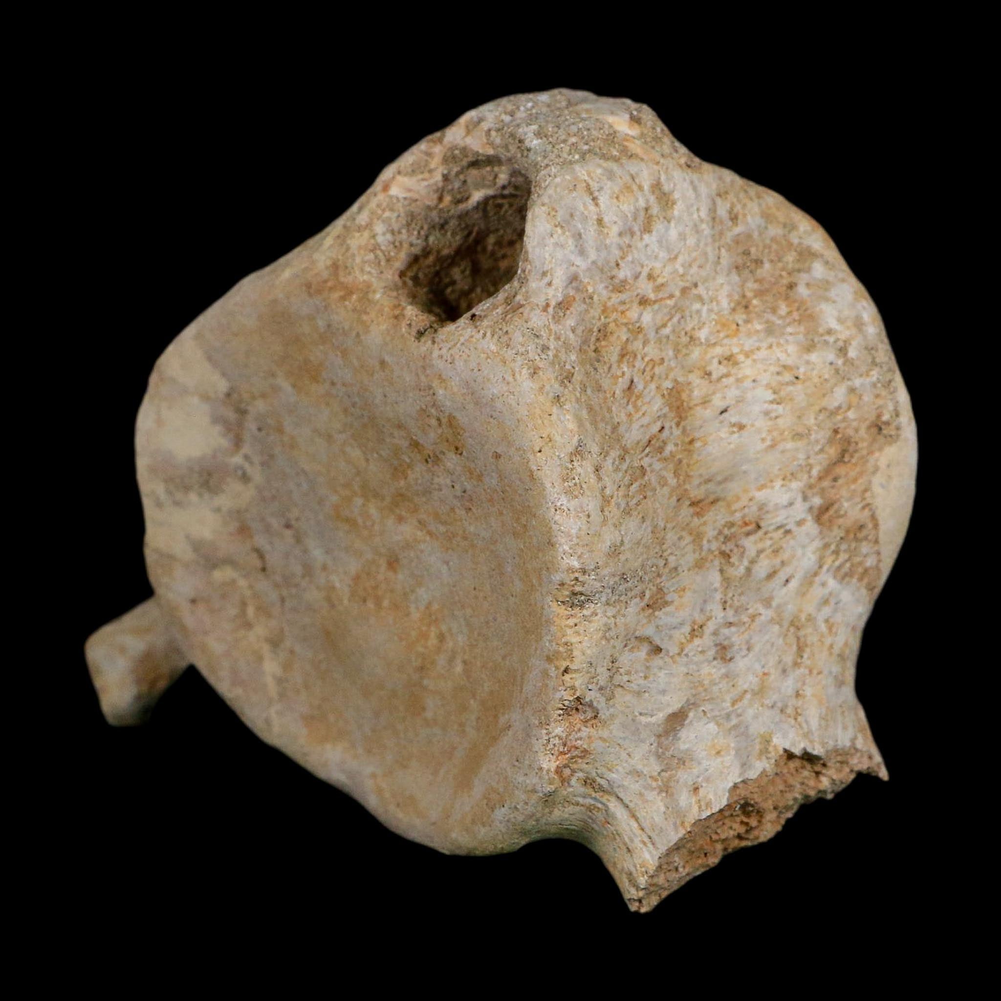 3.8" Plesiosaurus Fossil Vertebrae Cretaceous Dinosaur Era Morocco Zarafasaura COA
