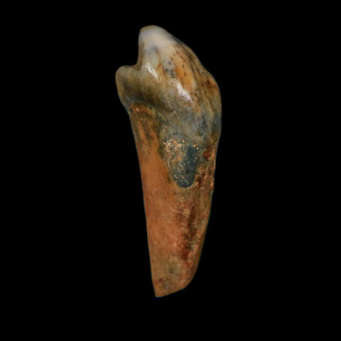 1.3" Extinct Cave Bear Ursus Spelaeus Incisor Tooth Rooted Pleistocene Age COA, Display - Fossil Age Minerals