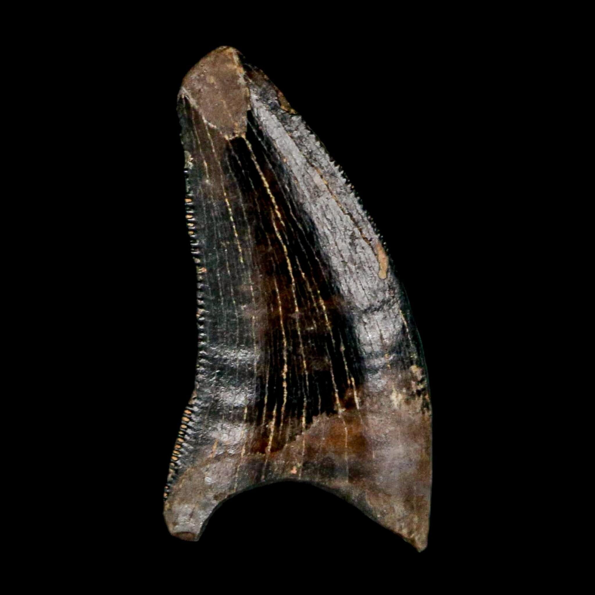 0.5" Nanotyrannus Tyrannosaurus Fossil Tooth Rooted Dinosaur Hell Creek MT COA - Fossil Age Minerals