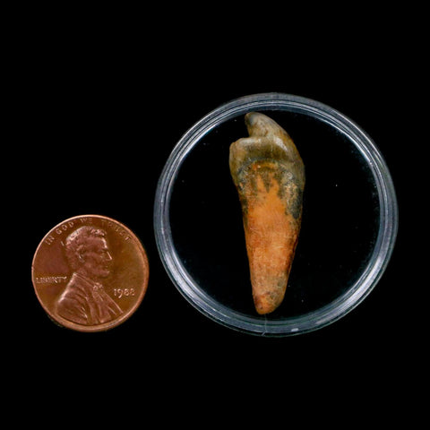 1.3" Extinct Cave Bear Ursus Spelaeus Incisor Tooth Rooted Pleistocene Age COA, Display - Fossil Age Minerals