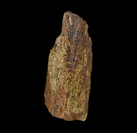 1" Raptor Theropod Fossil Bone Cretaceous Dinosaur Judith River FM MT COA Display - Fossil Age Minerals