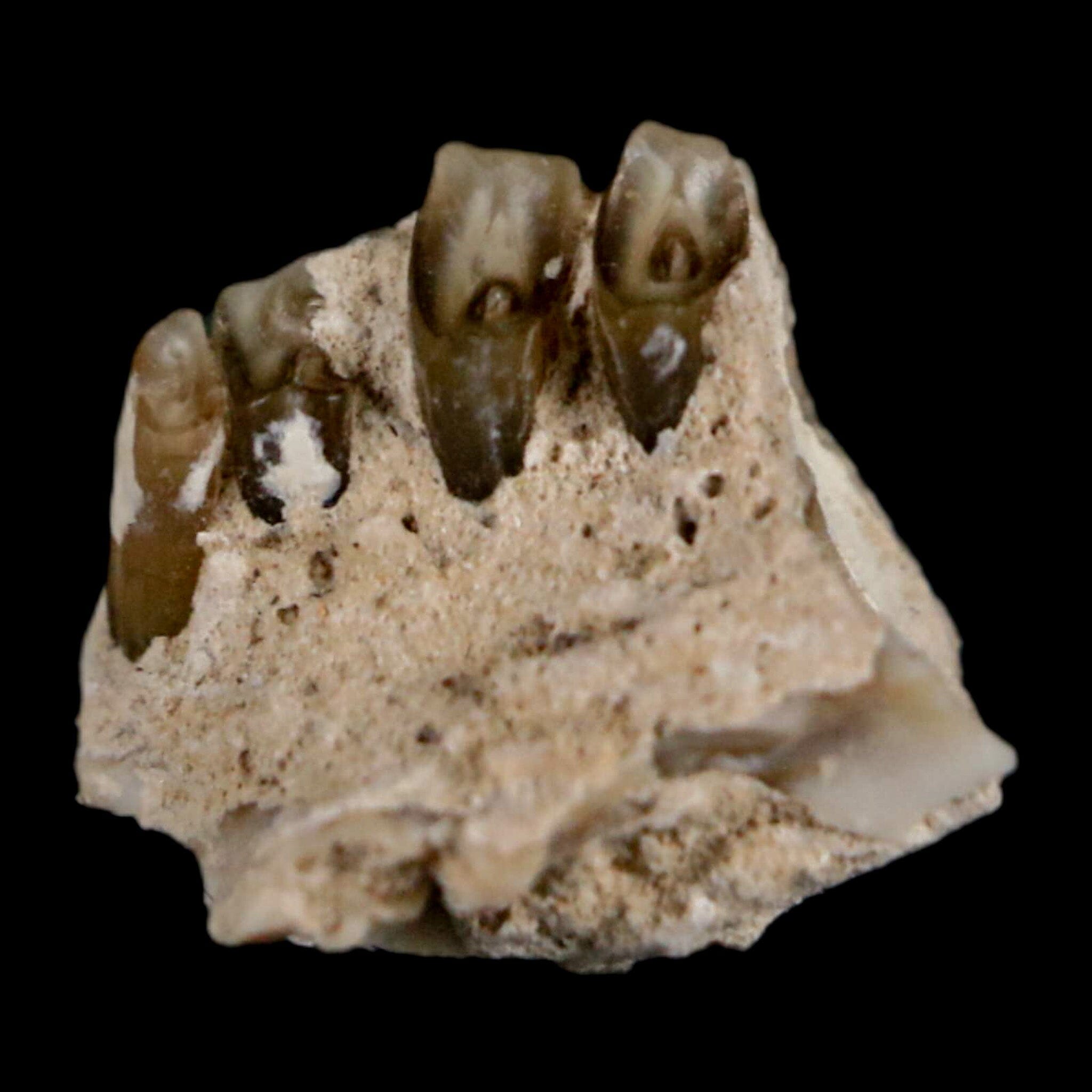 0.4" Palaeolagus Hayeni Fossil Jaw Section Teeth Oligocene Epoch South Dakota Display - Fossil Age Minerals