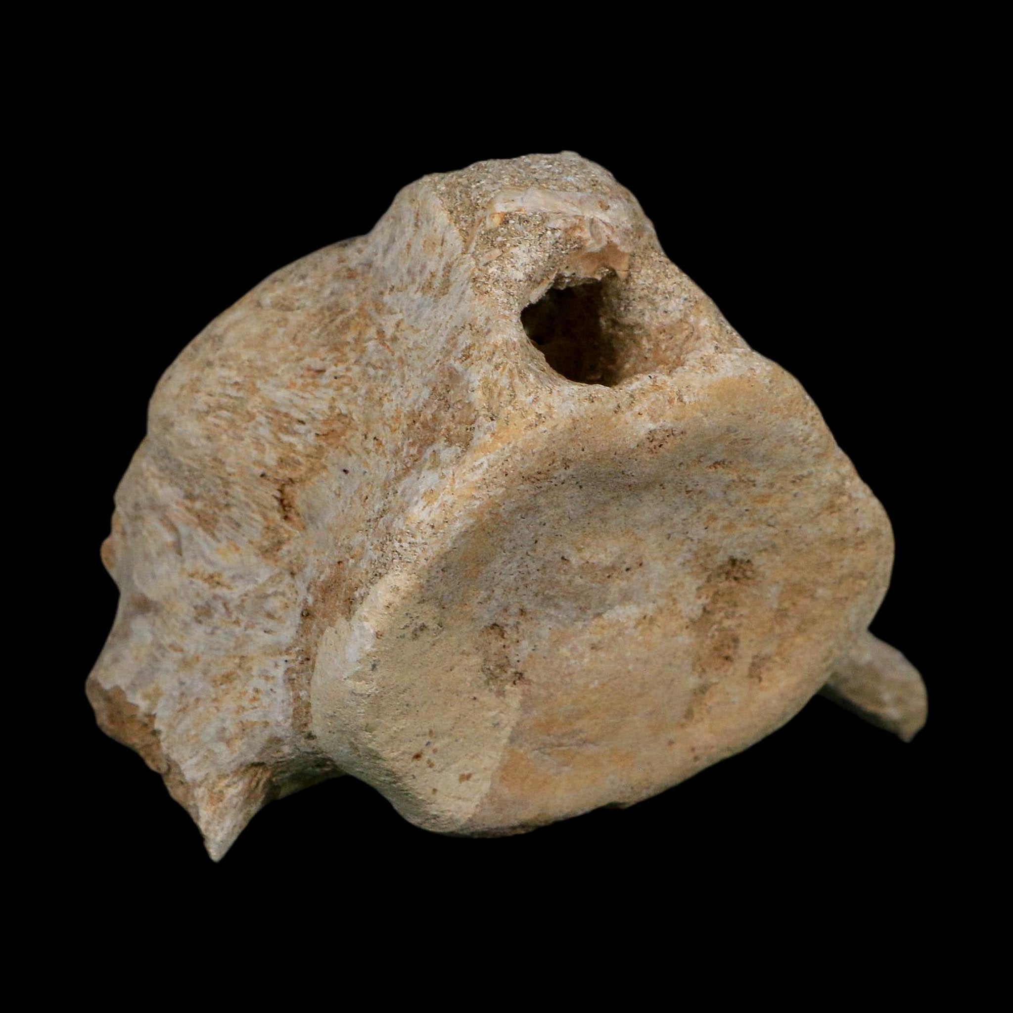 3.8" Plesiosaurus Fossil Vertebrae Cretaceous Dinosaur Era Morocco Zarafasaura COA
