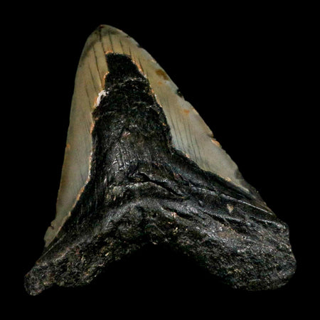 XL 4.8" Quality Megalodon Shark Tooth Serrated Fossil Natural Miocene Age COA