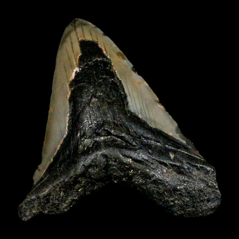 XL 4.8" Quality Megalodon Shark Tooth Serrated Fossil Natural Miocene Age COA