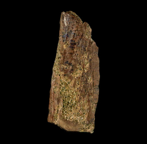 1" Raptor Theropod Fossil Bone Cretaceous Dinosaur Judith River FM MT COA Display - Fossil Age Minerals