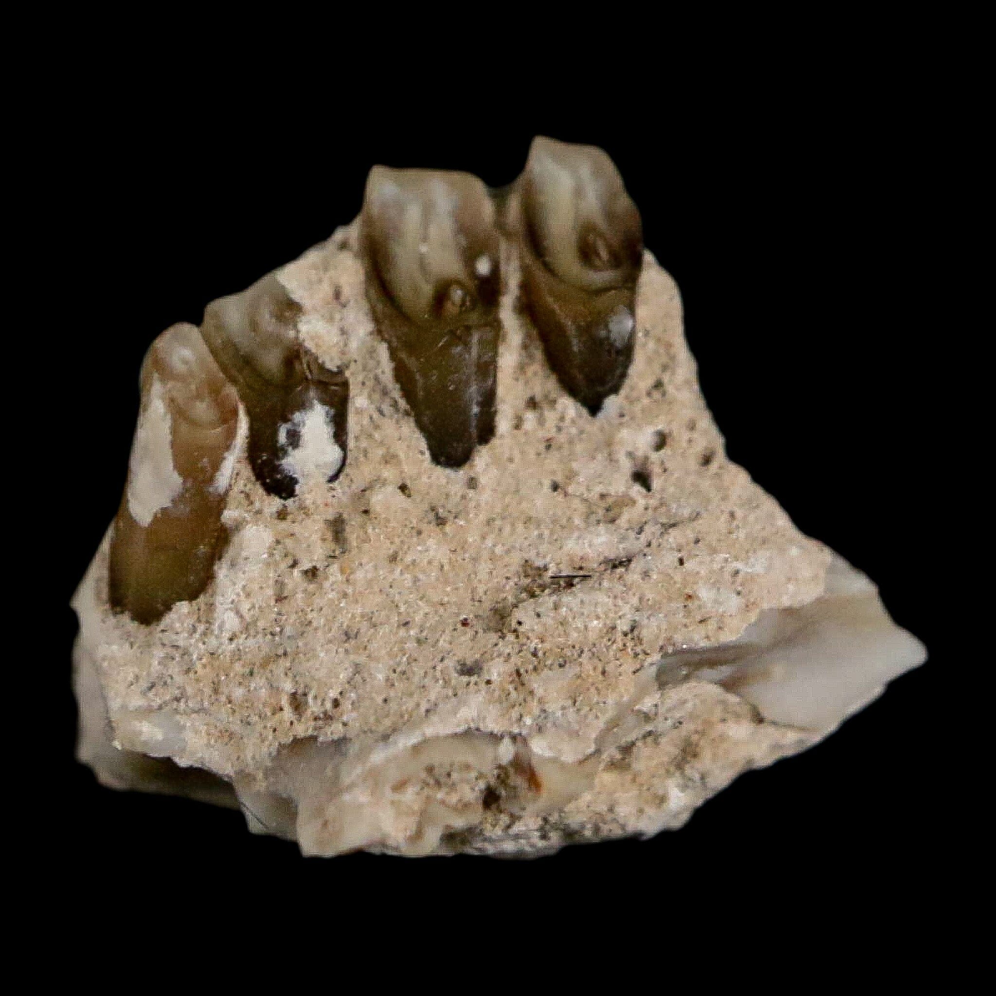 0.4" Palaeolagus Hayeni Fossil Jaw Section Teeth Oligocene Epoch South Dakota Display - Fossil Age Minerals