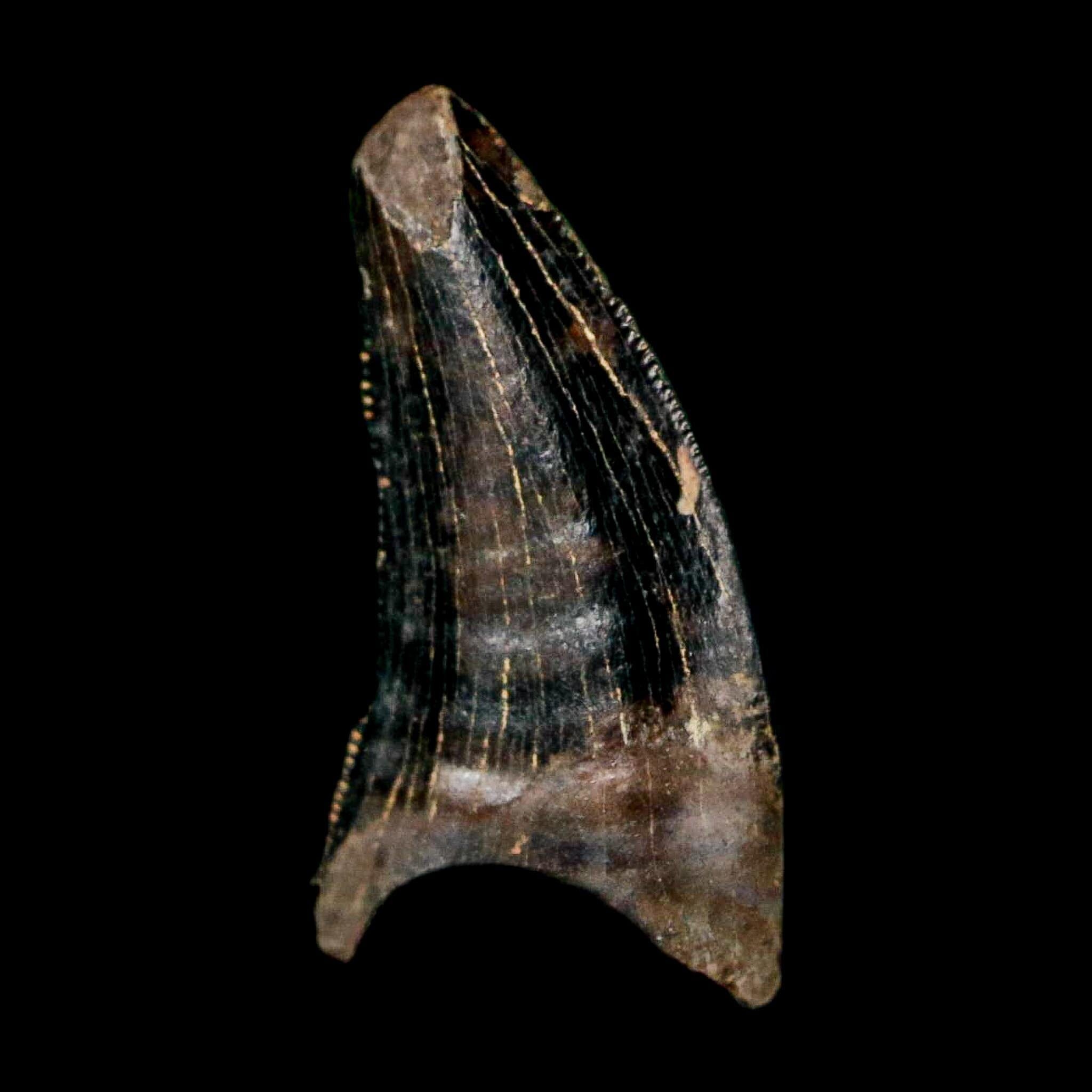 0.5" Nanotyrannus Tyrannosaurus Fossil Tooth Rooted Dinosaur Hell Creek MT COA - Fossil Age Minerals