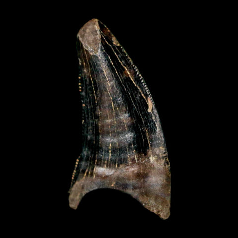 0.5" Nanotyrannus Tyrannosaurus Fossil Tooth Rooted Dinosaur Hell Creek MT COA