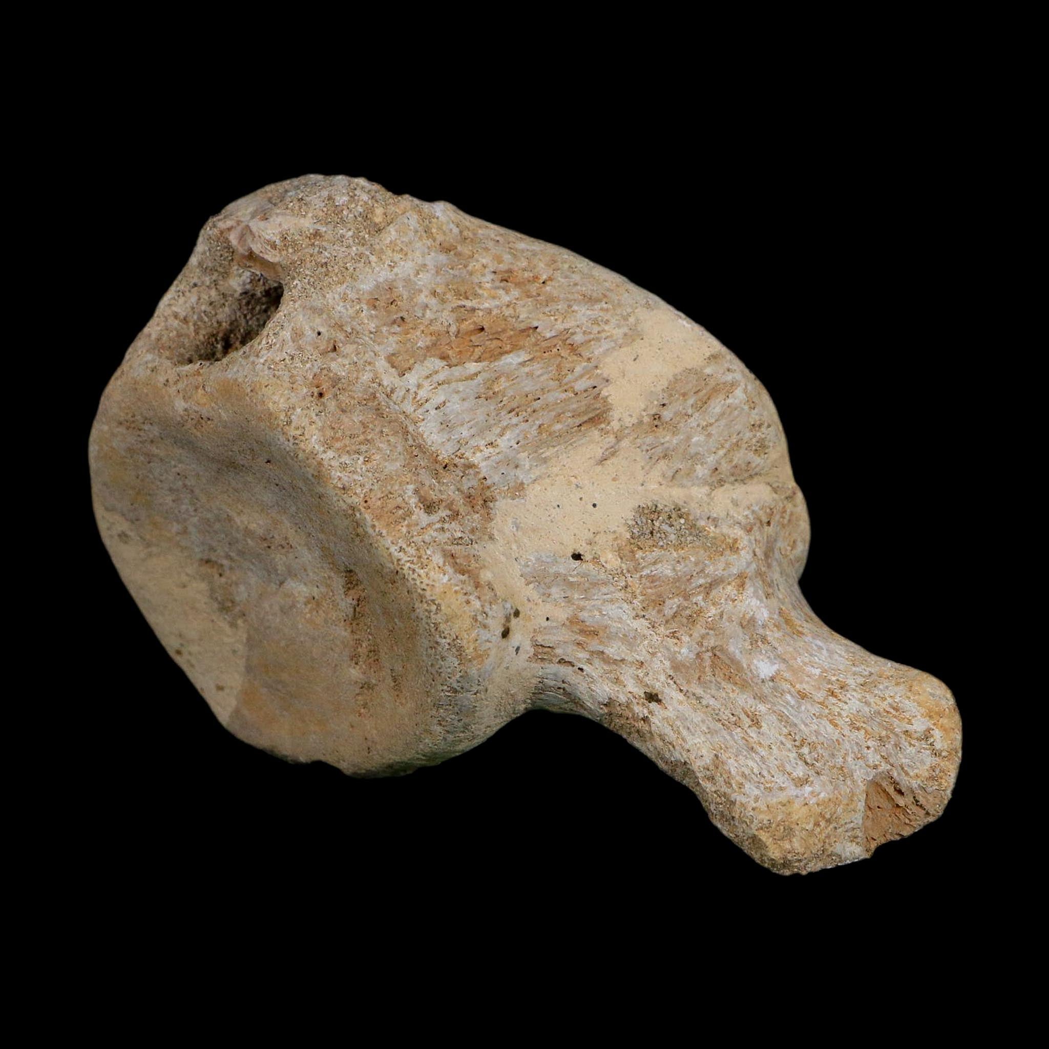 3.8" Plesiosaurus Fossil Vertebrae Cretaceous Dinosaur Era Morocco Zarafasaura COA