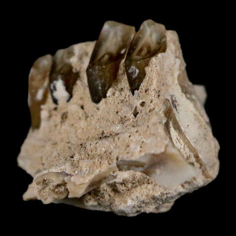 0.4" Palaeolagus Hayeni Fossil Jaw Section Teeth Oligocene Epoch South Dakota Display - Fossil Age Minerals