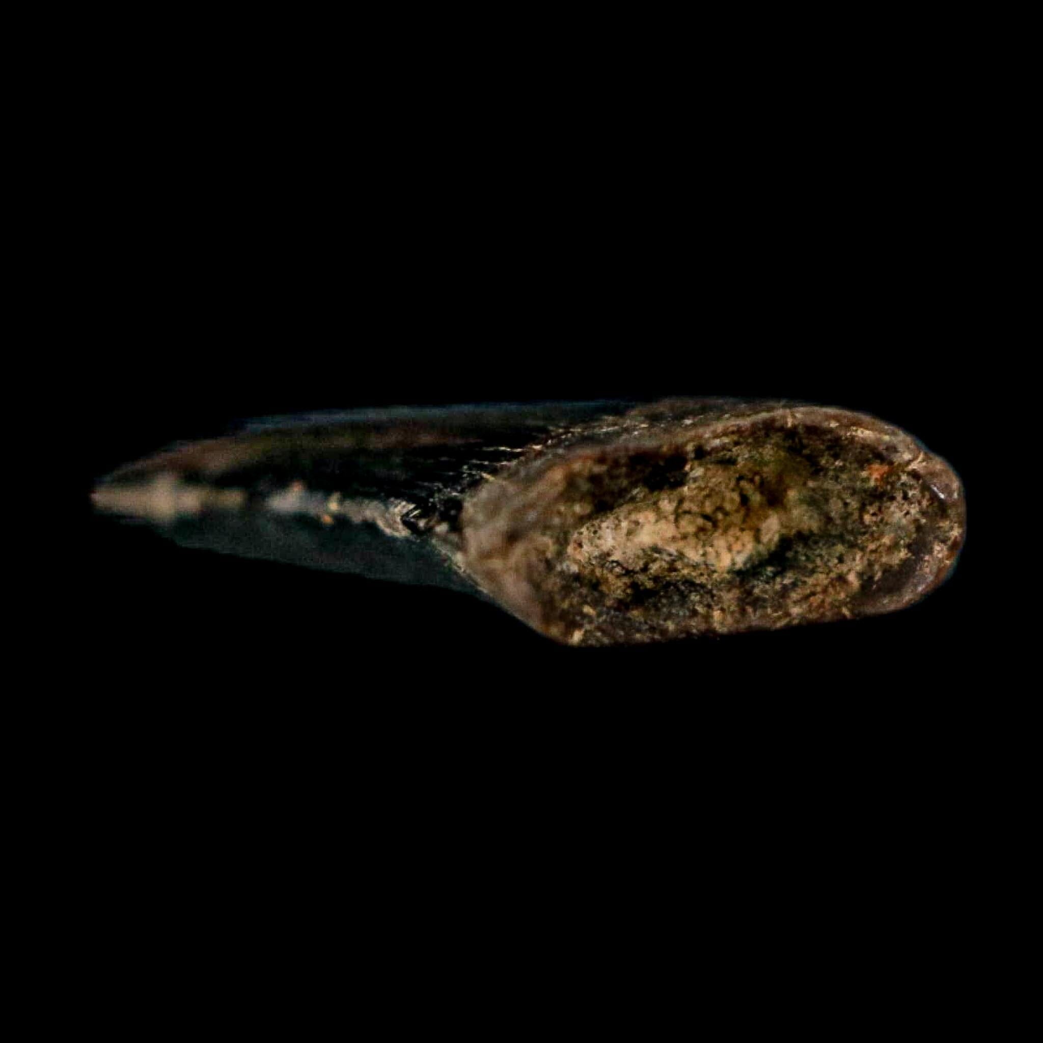 0.5" Nanotyrannus Tyrannosaurus Fossil Tooth Rooted Dinosaur Hell Creek MT COA - Fossil Age Minerals