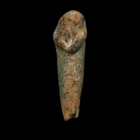 1.2" Extinct Cave Bear Ursus Spelaeus Incisor Tooth Rooted Pleistocene Age COA, Display - Fossil Age Minerals