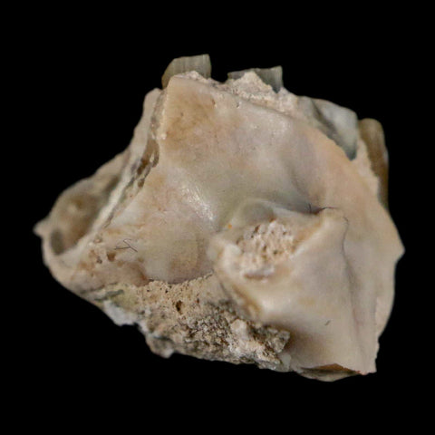 0.4" Palaeolagus Hayeni Fossil Jaw Section Teeth Oligocene Epoch South Dakota Display - Fossil Age Minerals