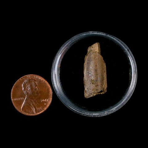 1" Raptor Theropod Fossil Bone Cretaceous Dinosaur Judith River FM MT COA Display - Fossil Age Minerals