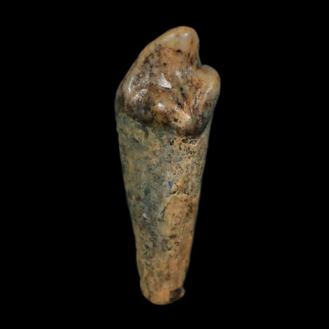 1.2" Extinct Cave Bear Ursus Spelaeus Incisor Tooth Rooted Pleistocene Age COA, Display - Fossil Age Minerals