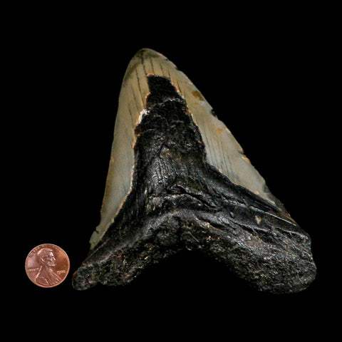 XL 4.8" Quality Megalodon Shark Tooth Serrated Fossil Natural Miocene Age COA