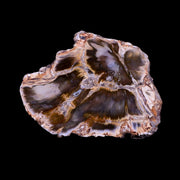 3" Fossilized Polished Petrified Wood Branch Madagascar 66-225 Million Yrs Old