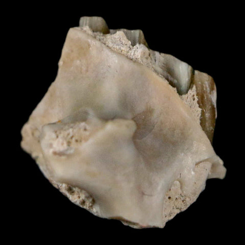 0.4" Palaeolagus Hayeni Fossil Jaw Section Teeth Oligocene Epoch South Dakota Display - Fossil Age Minerals