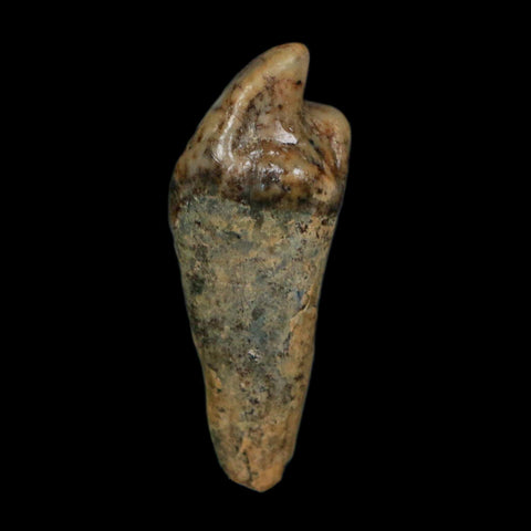 1.2" Extinct Cave Bear Ursus Spelaeus Incisor Tooth Rooted Pleistocene Age COA, Display - Fossil Age Minerals