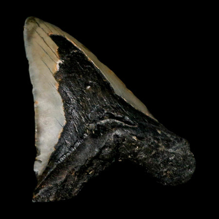 XL 4.8" Quality Megalodon Shark Tooth Serrated Fossil Natural Miocene Age COA