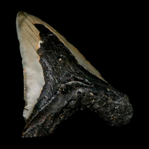 XL 4.8" Quality Megalodon Shark Tooth Serrated Fossil Natural Miocene Age COA