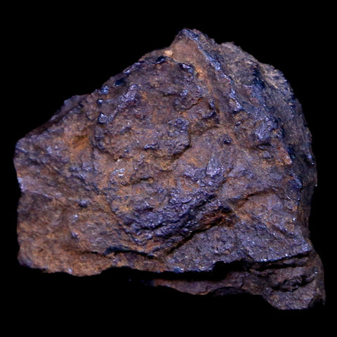 Bendege Meteorite Specimen Riker Display Bendege Bahia Brazil 3.8 Grams - Fossil Age Minerals