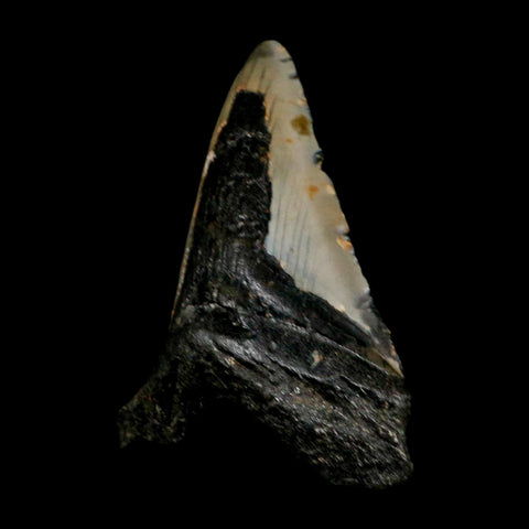 XL 4.8" Quality Megalodon Shark Tooth Serrated Fossil Natural Miocene Age COA