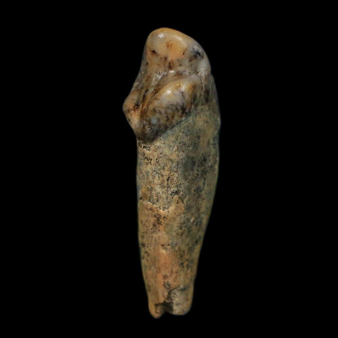 1.2" Extinct Cave Bear Ursus Spelaeus Incisor Tooth Rooted Pleistocene Age COA, Display - Fossil Age Minerals
