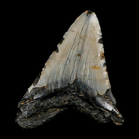 XL 4.8" Quality Megalodon Shark Tooth Serrated Fossil Natural Miocene Age COA